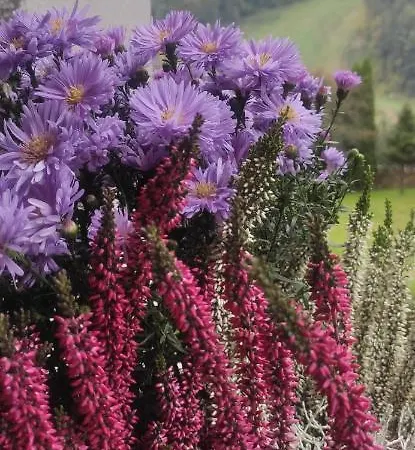 民宿 Kania 什恰夫尼察